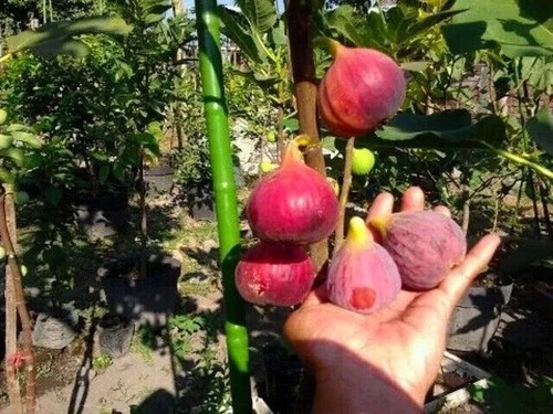 Ficus carica var khurtmani - var.khurtmani, fig
