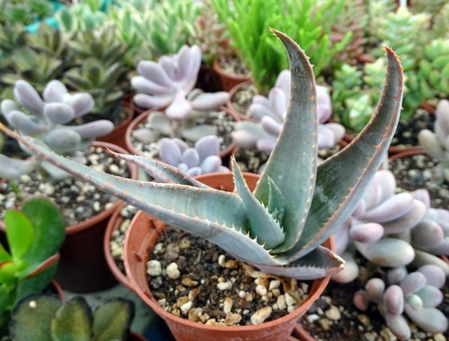 Aloe imalotensis cactus - aloe,