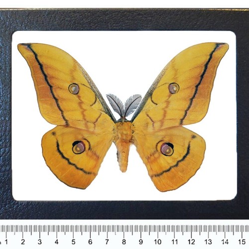 Antheraea mylitta yellow form - antheraea,