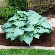 Hosta Tubercule Feuilles