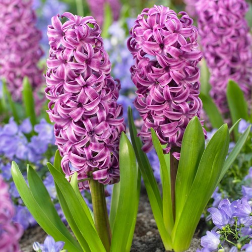 Bulbes jacinthe rustique - bulbes,