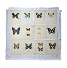 Butterfly Engraving Antique Entomology Board - Naturalist Botany 1900 »