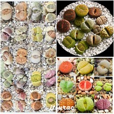 10 graines de LITHOPS MIX pierres vivantes