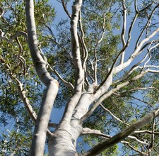 Eucalyptus globulus - Gommier