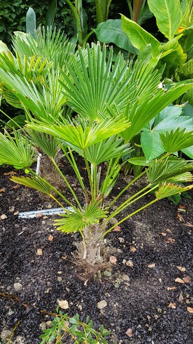 Trachycarpus wagnerianus - , /
