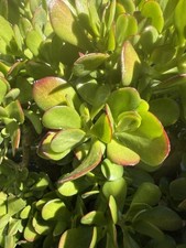 Beginner's Crassula Jade Cutting 4-5 In Long Best Price On eBay!  FREE Ship!!!