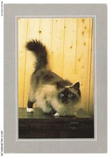 ASHP1-0076-CAT - NATURE COLLECTION - BURMA'S SACRED CAT - SEAL POINT