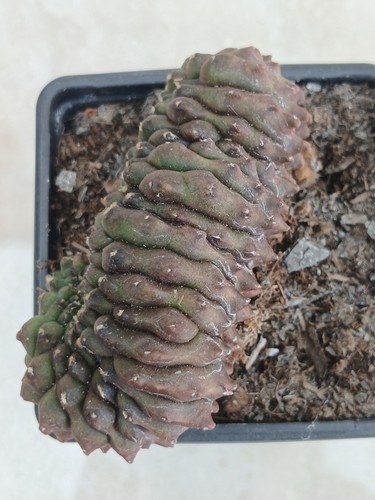 Gymnocalycium cristata rare - cristata,