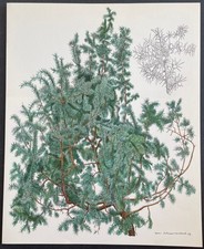 Botanique Genévrier