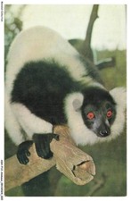 ASHP12-0734-ANIMALS - LEMURIAN VARIEGATUS - MADAGASCAR