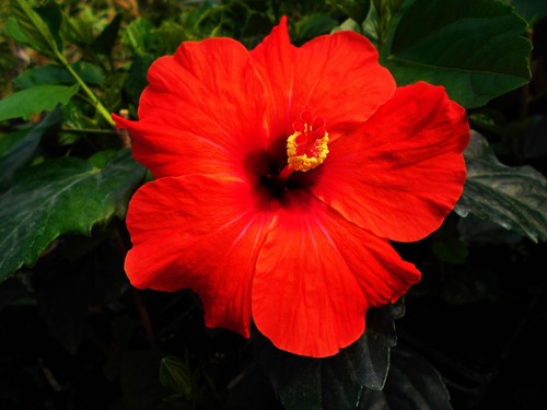 Hibiscus agadir - hibiscus,