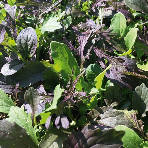 250 graines mesclun asiatique - 250,