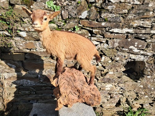 Taxidermie chèvre naine - taxidermie,
