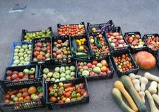 ☺10 sachets de 20 graines de