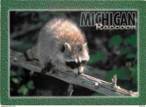 Postcard animals raccoon - -,