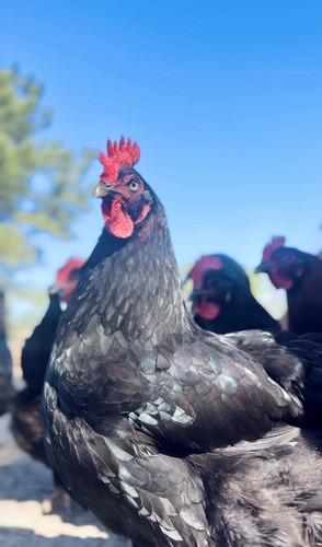 6 french black - french,