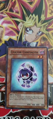 Carte chaton - carte,