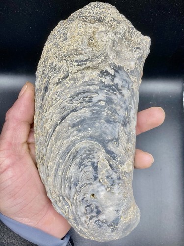 Huge fossil oyster - fossil,