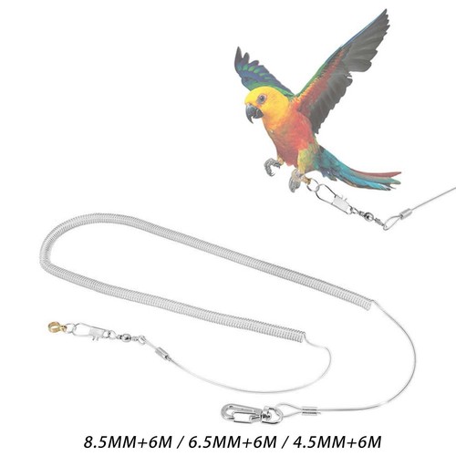 Laisse oiseau chaîne - laisse, d'oiseau