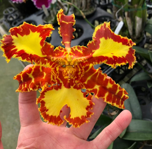 Psychopsis mariposa three - mariposa, 'three