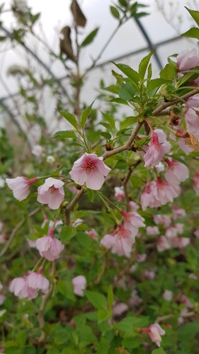 Prunus incisa kojo mai - prunus, mai'