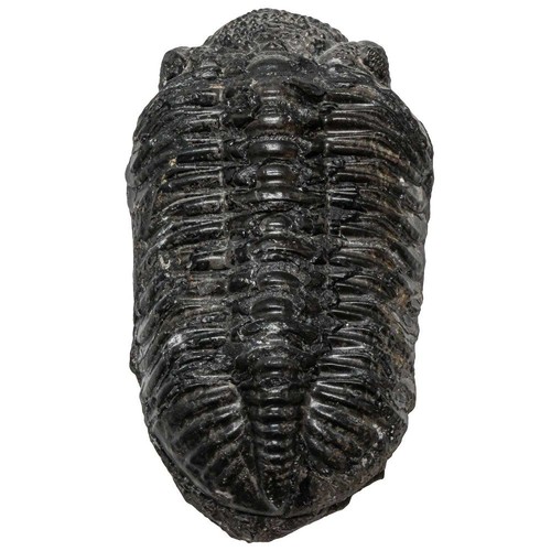 Gros trilobite phacops fossile