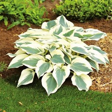 Hosta Tubercule Feuilles