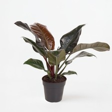 Plante verte - Philodendron 'Imperial Red' - Hauteur 50cm - ⌀19cm