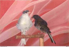 Animals - Birds - Curly Canaries - Fiorino - CPM - See Duplex Scans