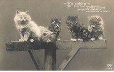 CATS AI#DC987 ANGRY CATS ON A WOODEN POLE