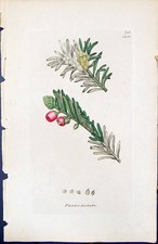 Antique Print Taxus Baccata British Plants Botany 1847 Sowerby Smith Colour