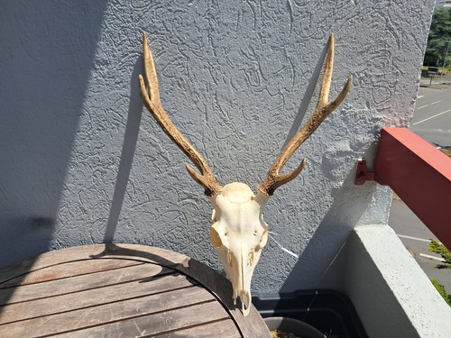 Crâne cerf sika - de,