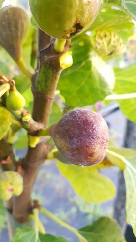 Ficus carica grise - ficus, st