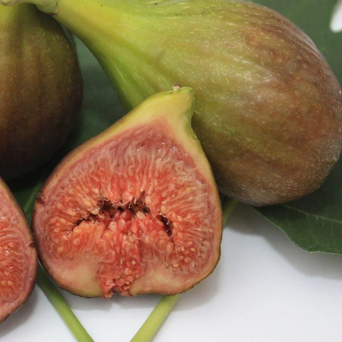 Ficus carica dottato - ficus, 'dottato'