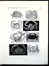 Crustacés: Crustáceos referidos por Marcgrave em Historia Naturalis Brasiliae