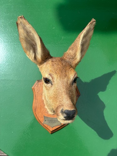 Superbe tête biche - superbe,