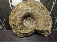 Ammonite Cadoceras sp