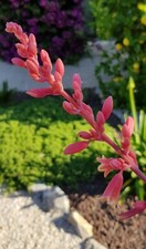 HESPERALOE "Parvifolia Rubra"