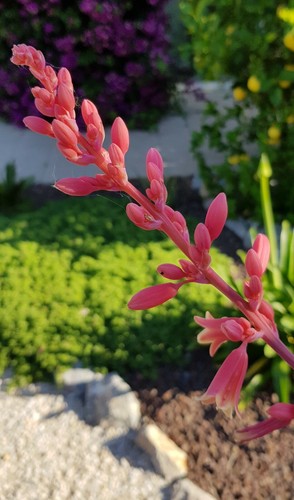 Hesperaloe parvifolia rubra - "parvifolia, rubra"