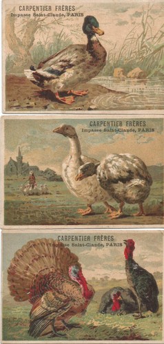 Anciens chromos oiseaux - 3,