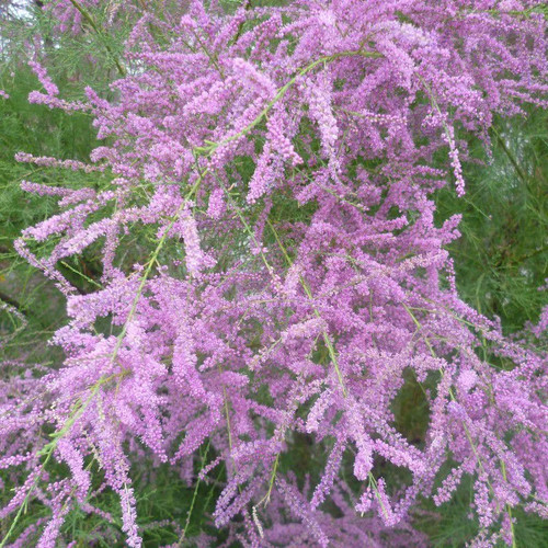 Tamarix ramosissima pink - ramosissima, 'pink