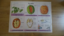 VINTAGE SCIENCE OLD SCHOOL POSTER LA NUT BEETROAVE SUGAR MDI ANSCOMBRE