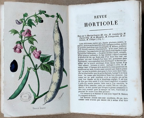 Revue horticole 1849 - horticole, 3°