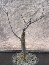 BURSERA FAGAROIDES POT13CM