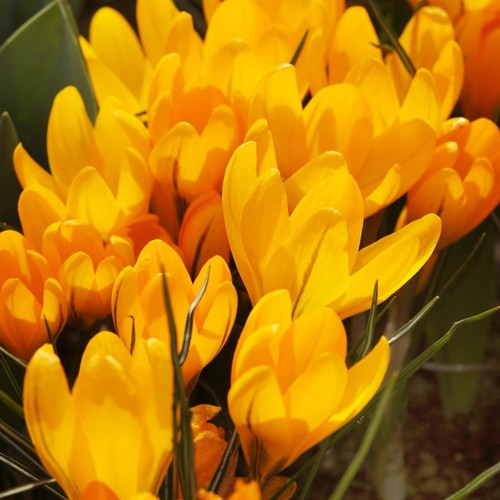 Crocus bulbes rustique - crocus,