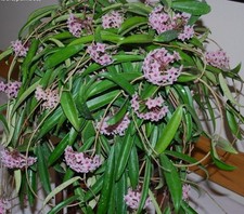 Hoya cv "minibelle";  plante en pot