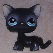 Petshop chat europeen 336