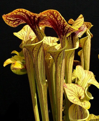 Sarracenia oreophila 10 - oreophila,