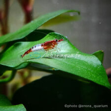 Lot de 10 Crevettes Rili