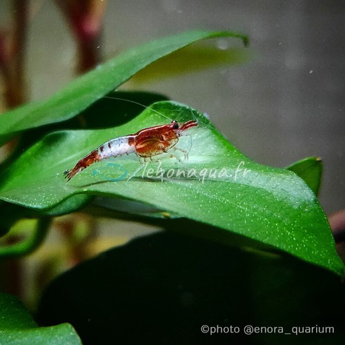 Lot crevettes rili - lot, de